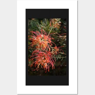 Grevillea - by Avril Thomas Posters and Art